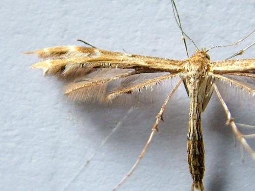 Réf. 280 000 : Oxyptilus sp.